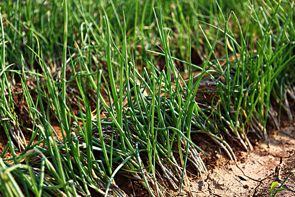 大葱的吃法有哪些,大葱的吃法大全