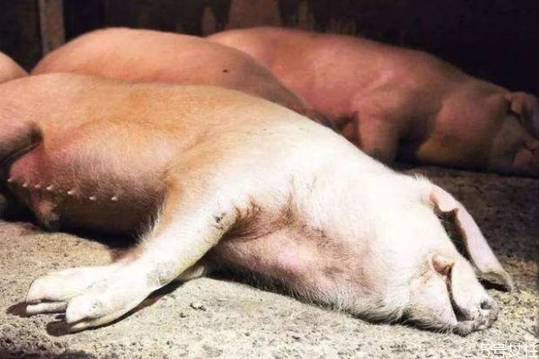 得猪瘟的猪可以吃吗,猪瘟的猪能吃吗