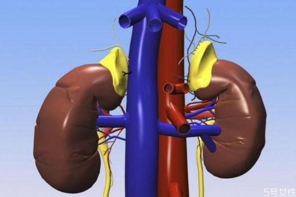 肾衰竭是什么高,肾衰竭发病率