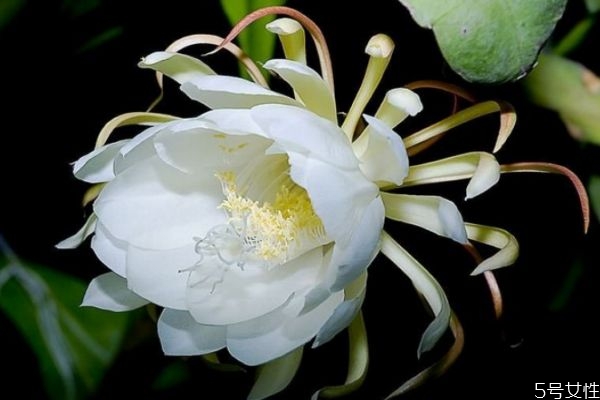 昙花的花期是几月,昙花的花期是多长时间