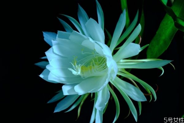 昙花有什么作用吗,昙花有什么用处