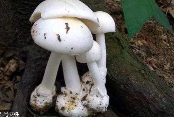 蘑菇怎么区分有毒和无毒,怎么区分蘑菇有没有毒 蘑菇怎么区分有毒和无毒,怎么区分蘑菇有没有毒