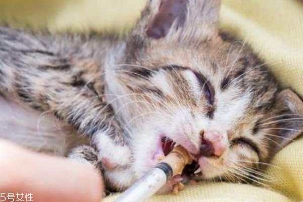 养猫的好处和坏处,养猫的好处风水学