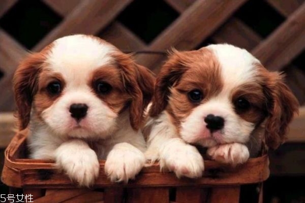 怎么给狗狗驱蚊方法,小狗狗怎么才能预防蚊子咬?