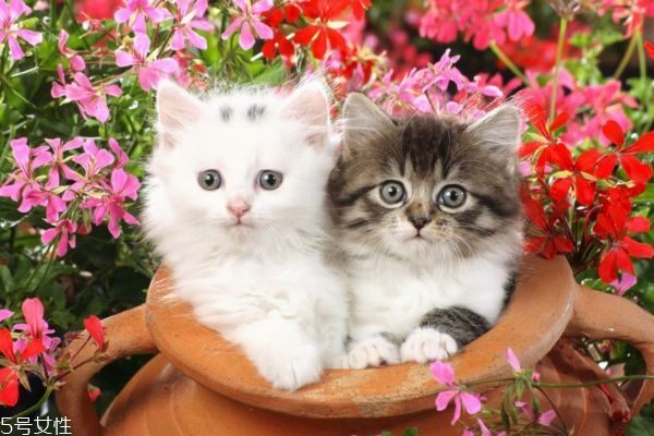 不伤害猫的有效驱蚊方法,养猫驱蚊的方法