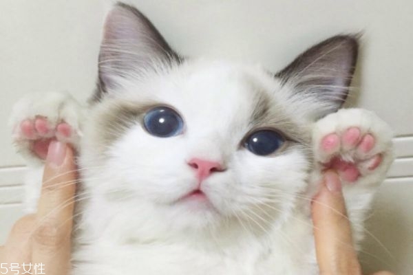 家里有猫怎么驱蚊,家里有猫怎么驱蚊子