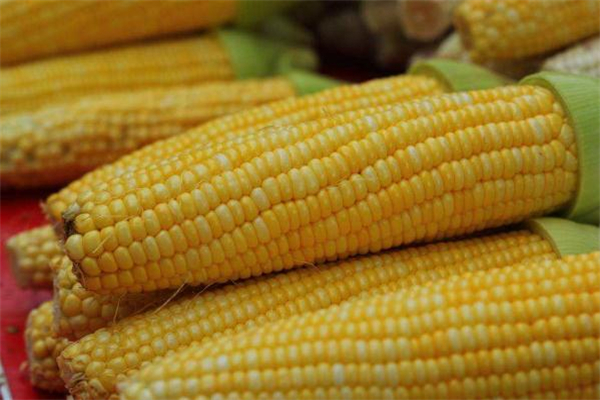 吃甜玉米有哪些好处(吃甜玉米有哪些好处) 吃甜玉米有哪些好处(吃甜玉米有哪些好处)