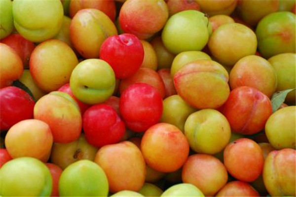 孕妇可以吃李子吗(孕妇可以吃李子吗?)