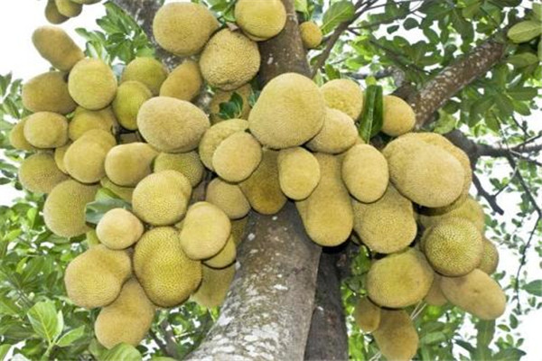 菠萝蜜丝怎么吃(菠萝蜜丝怎么吃法)