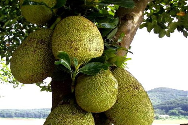 菠萝蜜的核怎么吃(菠萝蜜的核怎么吃法)