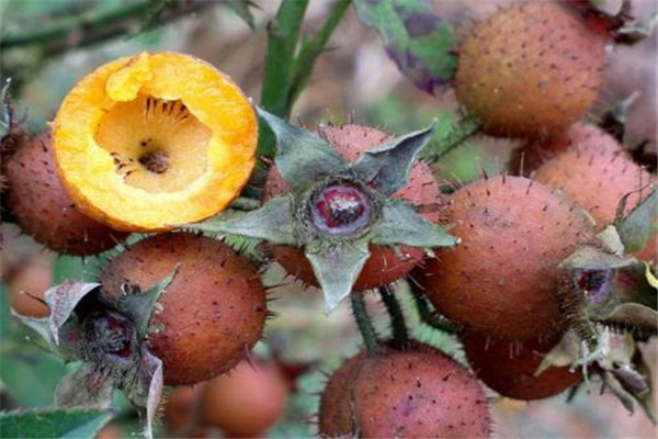刺梨的功效和作用(刺梨的功效和作用,刺梨的副作用)