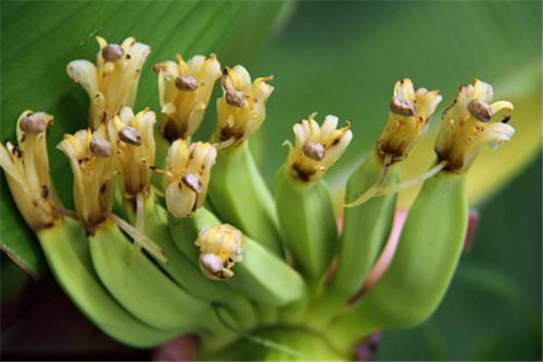 香蕉花怎么吃(香蕉花怎么吃做的好吃)
