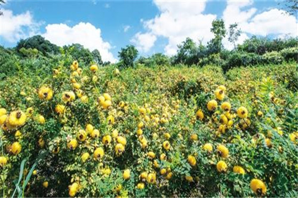 野生刺梨有什么好处(野生刺梨有什么好处)