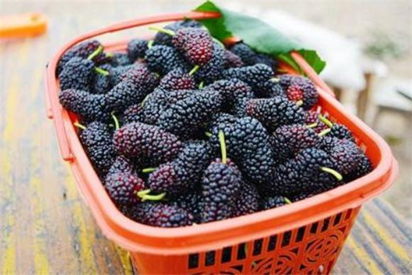 桑葚怎么洗(桑葚怎么洗才能干净)