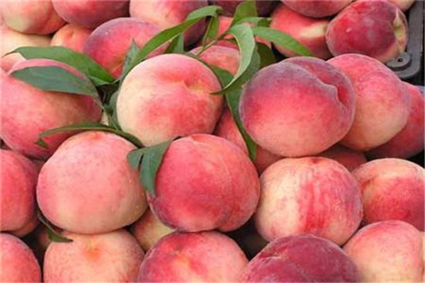 桃子怎么洗才没有毛(桃子怎么洗才没有毛)