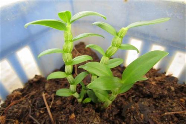 铁皮石斛盆栽家庭种植方法(如何种植铁皮石斛步骤) 铁皮石斛盆栽家庭种植方法(如何种植铁皮石斛步骤)