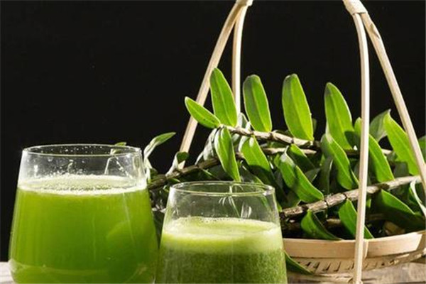 铁皮石斛盆栽如何分株(铁皮石斛怎么栽种)