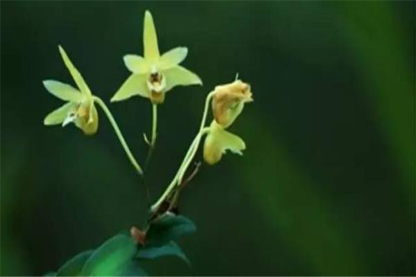 挑选铁皮枫斗的3种技巧(铁皮枫斗怎么选) 挑选铁皮枫斗的3种技巧(铁皮枫斗怎么选)