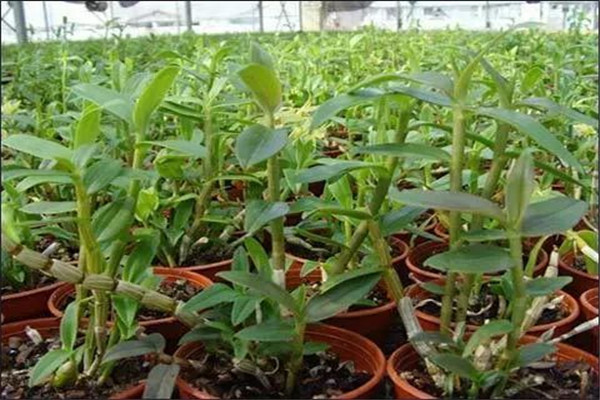 铁皮石斛有保质期吗(铁皮石斛有保质期吗?保质期多久?)