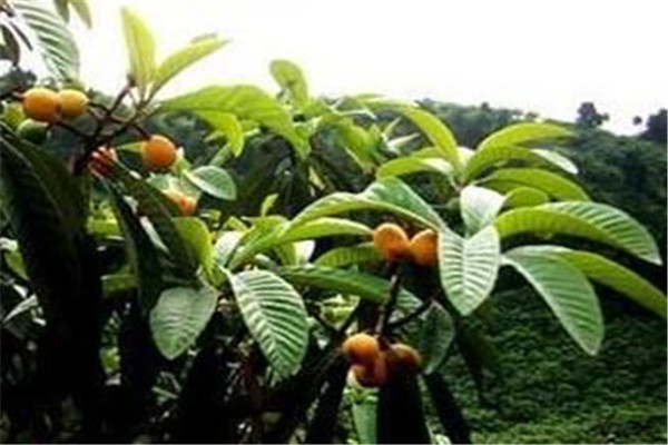 枇杷叶放蜂蜜有什么作用(枇杷叶加蜂蜜的功效和作用)