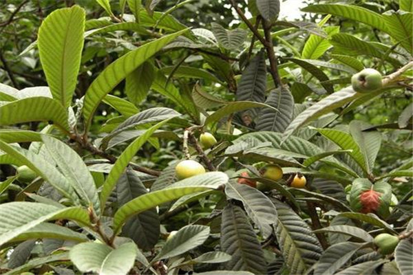 喝枇杷叶水注意事项(宝宝喝枇杷叶水的禁忌) 喝枇杷叶水注意事项(宝宝喝枇杷叶水的禁忌)