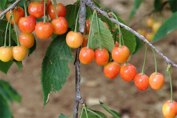 吃了变质樱桃会怎样(樱桃变质吃了怎么样) 吃了变质樱桃会怎样(樱桃变质吃了怎么样)