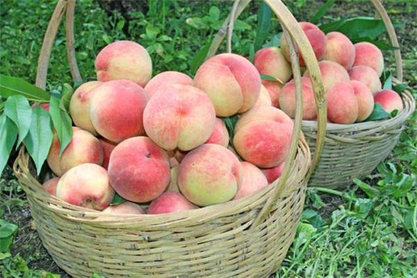 孕妇吃毛桃要注意什么(孕妇能吃毛桃吗)