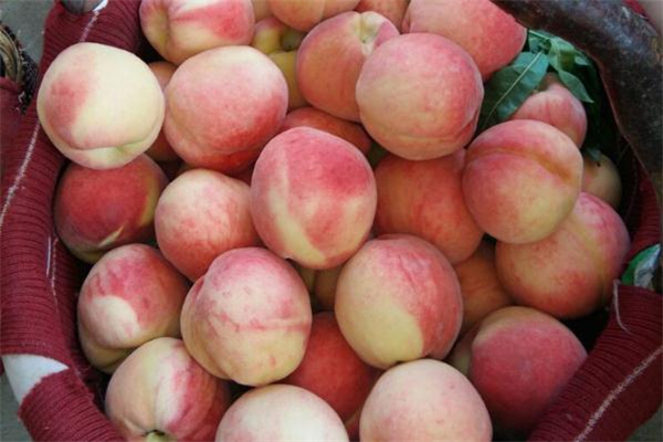 毛桃保存注意事项(桃的储存和保鲜方法)