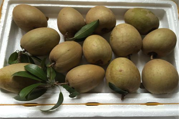 人心果的营养价值(人心果的营养价值及功效和作用)