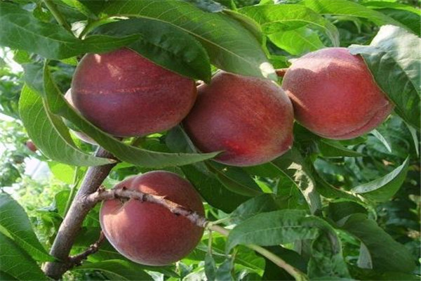 毛桃的毛怎么清除(毛桃怎么洗)