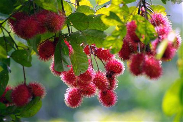 红毛丹如何保存(红毛丹如何保存时间长)