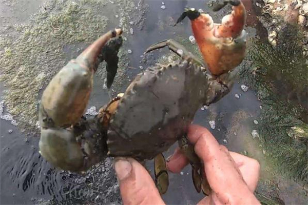 什么样的青蟹不能吃(什么样的青蟹不能吃)