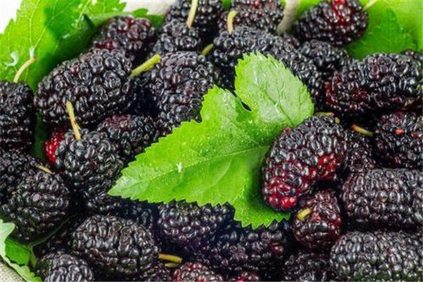 桑葚干吃好还是泡水喝好(桑葚干吃好还是泡水喝好)