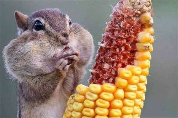 玉米棒是干垃圾还是湿垃圾啊,玉米棒是干垃圾还是湿垃圾上海