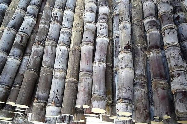 甘蔗皮是干垃圾还是湿垃圾啊,甘蔗皮是干垃圾吗