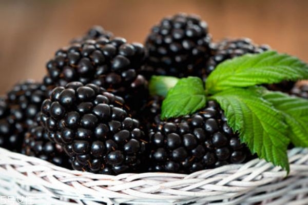 吃不完的桑葚怎么处理,桑葚吃不完用什么办法保存