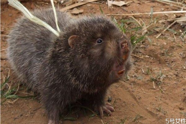 竹鼠的养殖条件,方法,应注意哪些问题?,竹鼠的养殖条件和技术 竹鼠的养殖条件,方法,应注意哪些问题?,竹鼠的养殖条件和技术