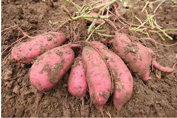 红薯的营养价值,红苕的营养和功能 红薯的营养价值,红苕的营养和功能