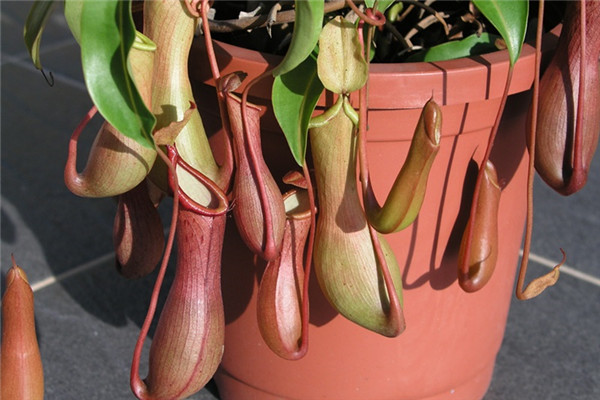 食虫植物有,常见的食虫植物