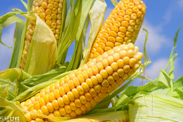玉米小知识,玉米小知识收集 玉米小知识,玉米小知识收集