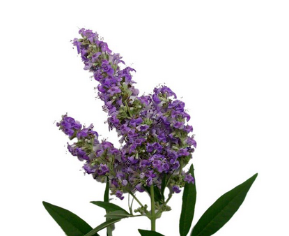 圣洁莓怎么吃,圣洁莓的作用