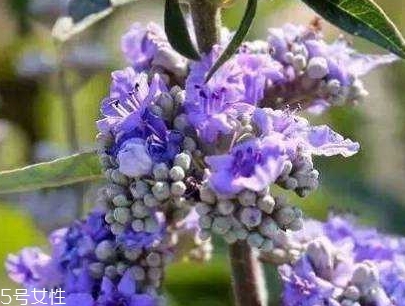 乳腺增生能彻底治愈吗,乳腺增生能自愈吗