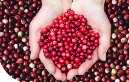 蔓越莓胶囊一天吃几次每次几颗,蔓越莓胶囊一天吃2粒可以吗