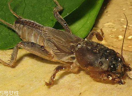 蝼蛄怎么吃能治肝腹水,蝼蛄怎么吃对身体好