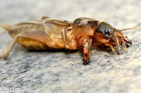 蝼蛄科的主要特征,蝼蛄的特点