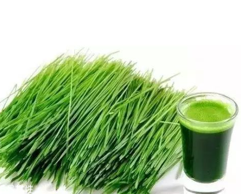 大麦若叶青汁的功效和作用及适用人群!,大麦若叶青汁的作用和功效