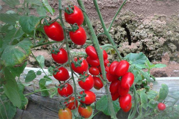 圣女果不适合哪些人吃(圣女果不适合哪些人吃)