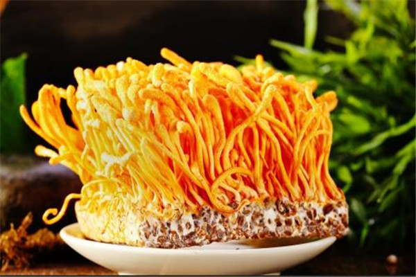 虫草花药膳(虫草花药膳鸡汤)