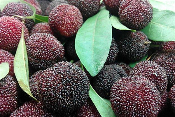 杨梅一天吃多少合适(杨梅一天吃多少为宜)