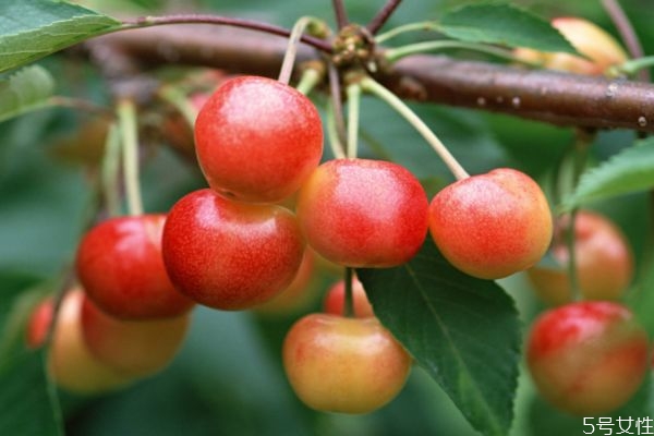 吃樱桃的最佳时间(吃樱桃的最佳时间)